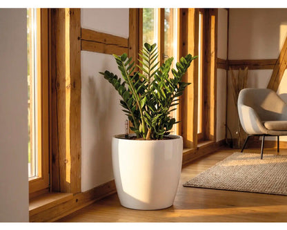 FloraSelf Zamioculcas zamiifolia (ZZ Plant) – 80–100 cm