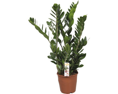 FloraSelf Zamioculcas zamiifolia (ZZ Plant) – 80–100 cm