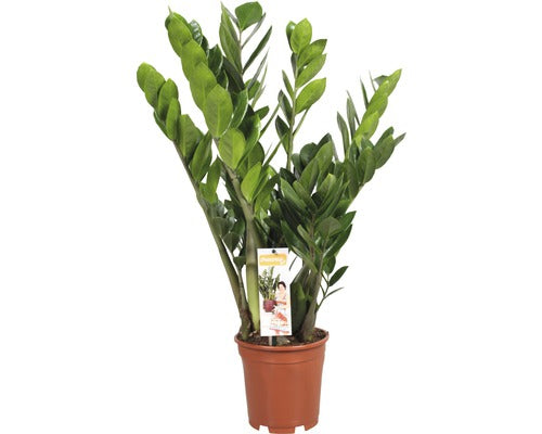 FloraSelf Zamioculcas zamiifolia (ZZ Plant) – 80–100 cm